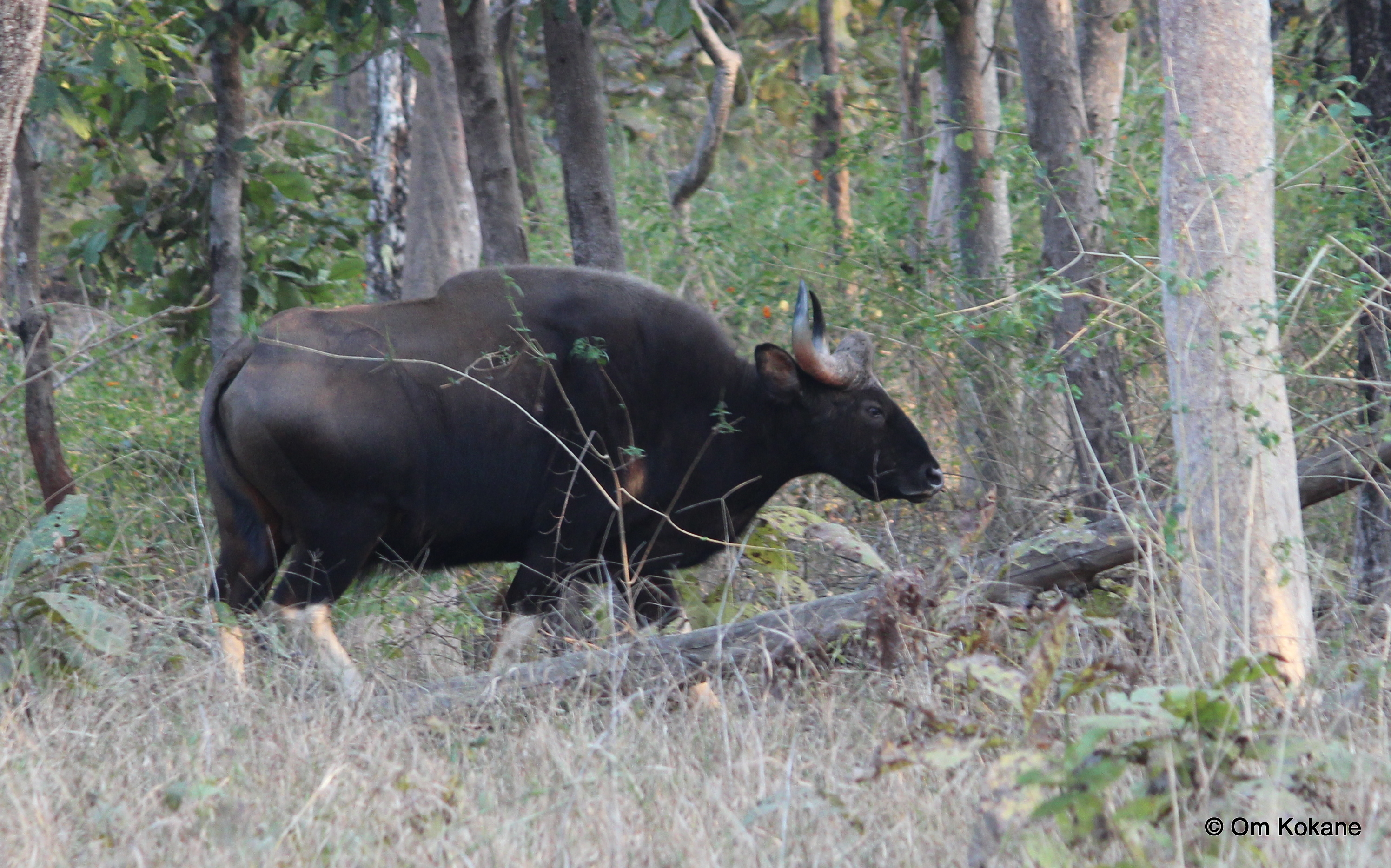 Indian Bison